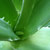 Watercress & Aloe