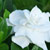 Gardenia