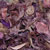 Lavender Lilac