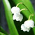 Lily of the Valley