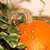Pumpkin Latte