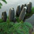 Sugared Spruce