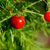 Twigs & Berries
