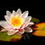 Water Lily & Jasmine